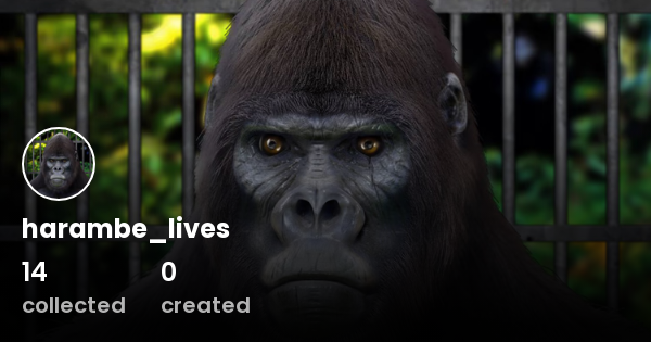 harambe_lives - Profile | OpenSea