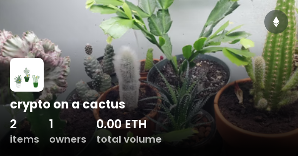 cactus crypto